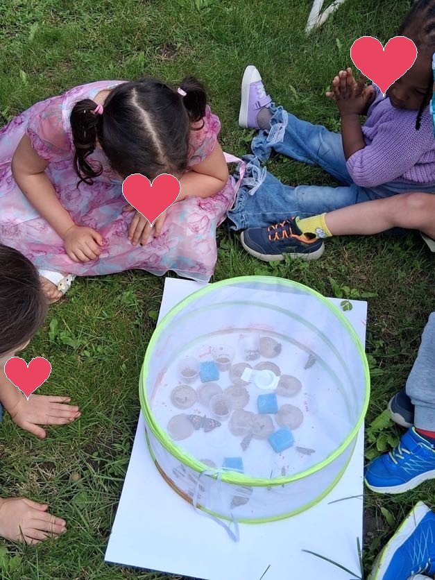Cycle de vie du papillon — Les Aventuriers d'Anjou
