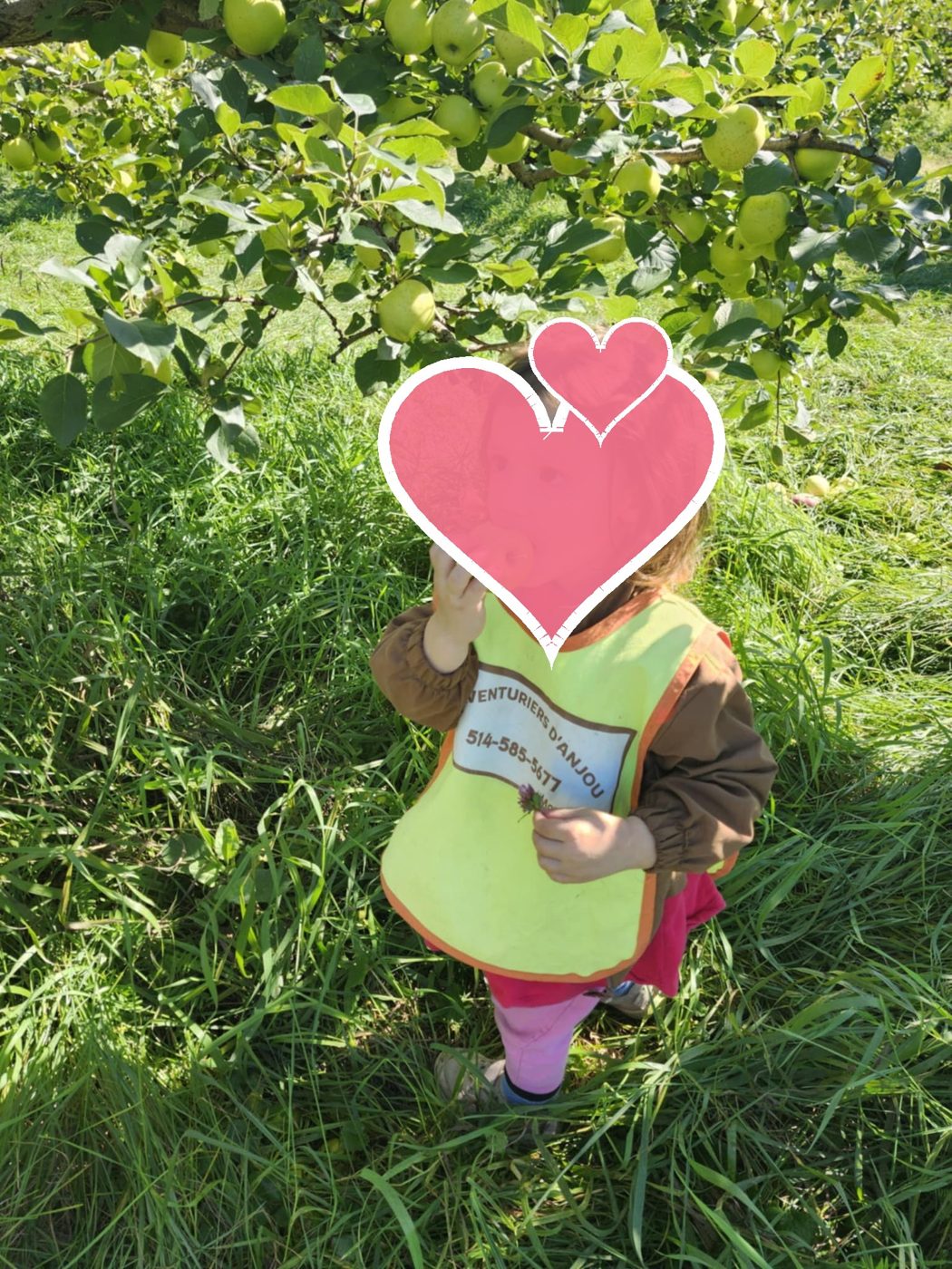 Cueillette des pommes — Les Aventuriers d'Anjou